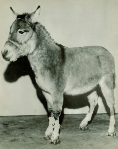 sketing-mule