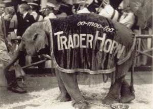 trader-horne-elephant