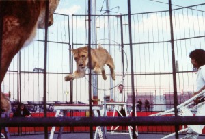 great-london-circus-aifanso-lions