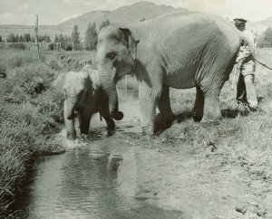 ed-widaman-elephants