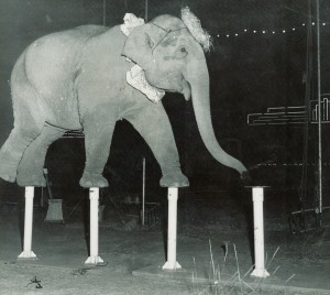 rudy-m-elephant-balence