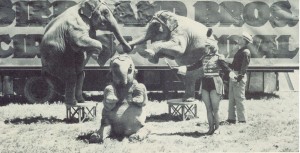 rudy-muller-elephants