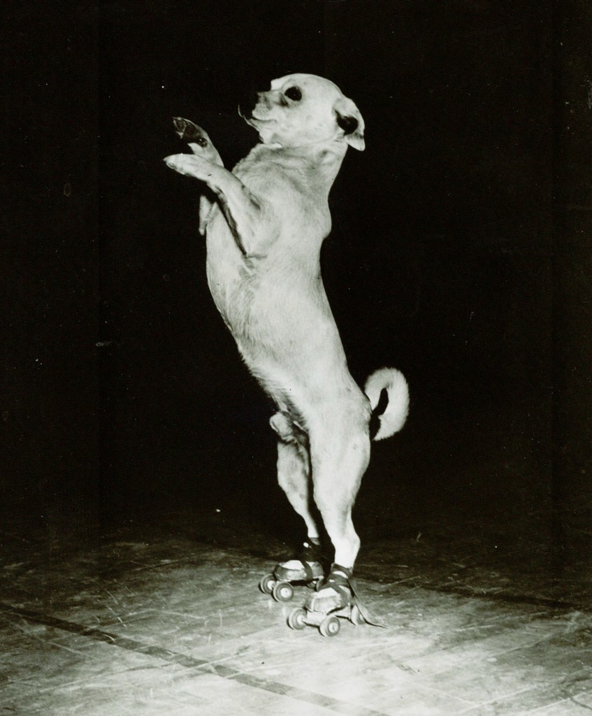roller-skating-dog1