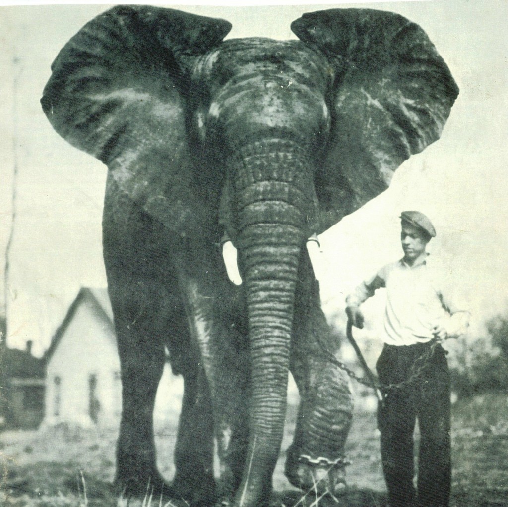 cole-bros-african-elephant