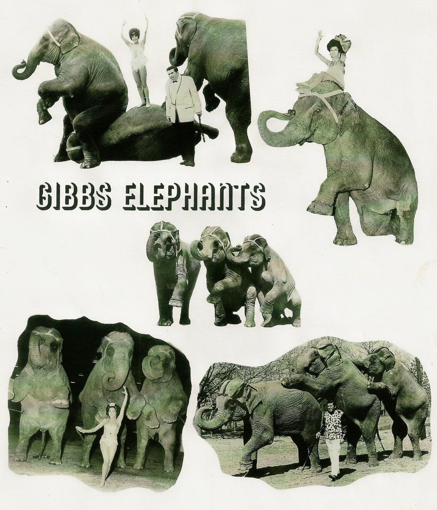 bobby-gibbs-elephants