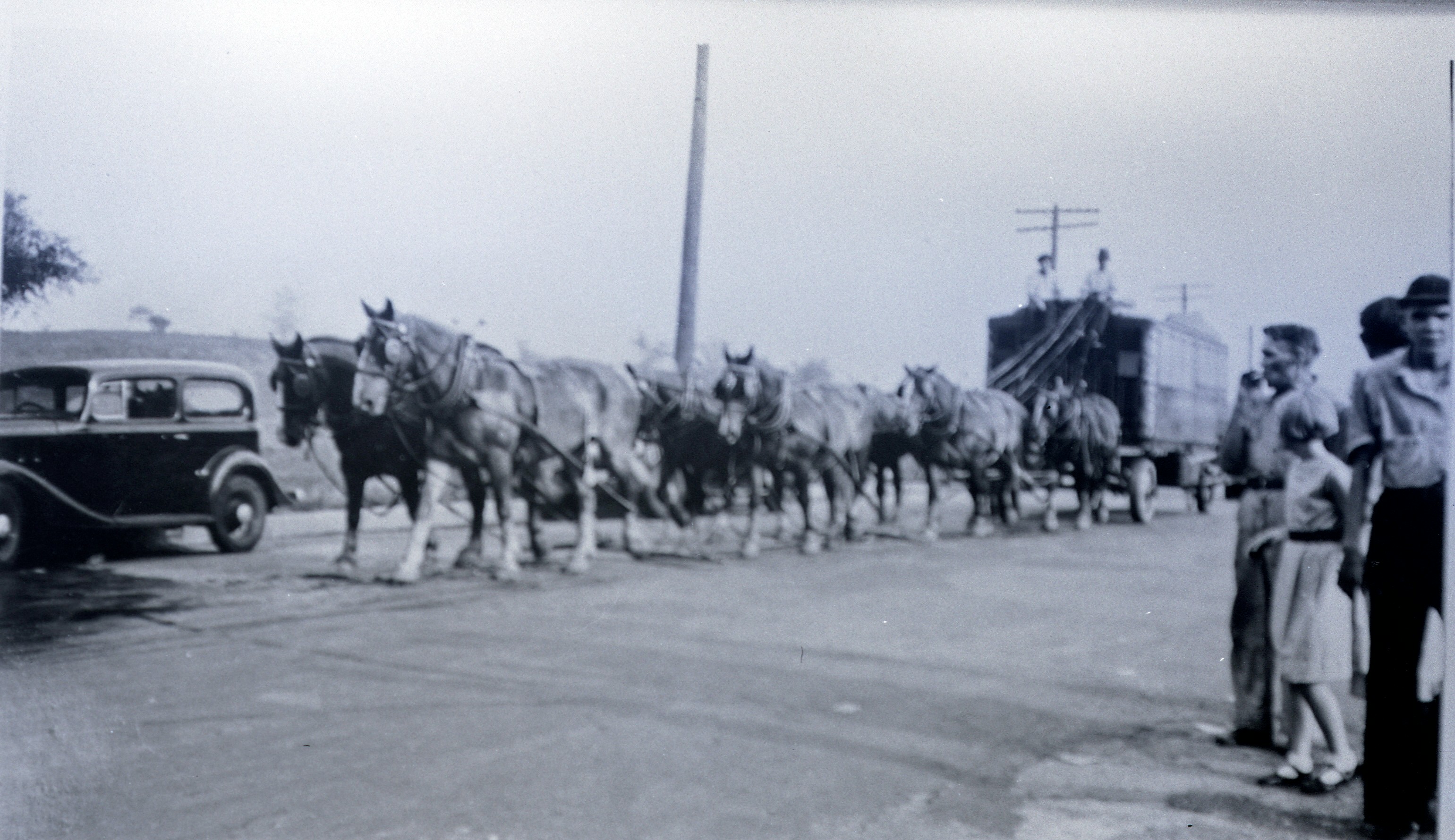 Ringling Bros Barnum   Bailey  1935 8 horse hitch Parade Posted 1 of 13