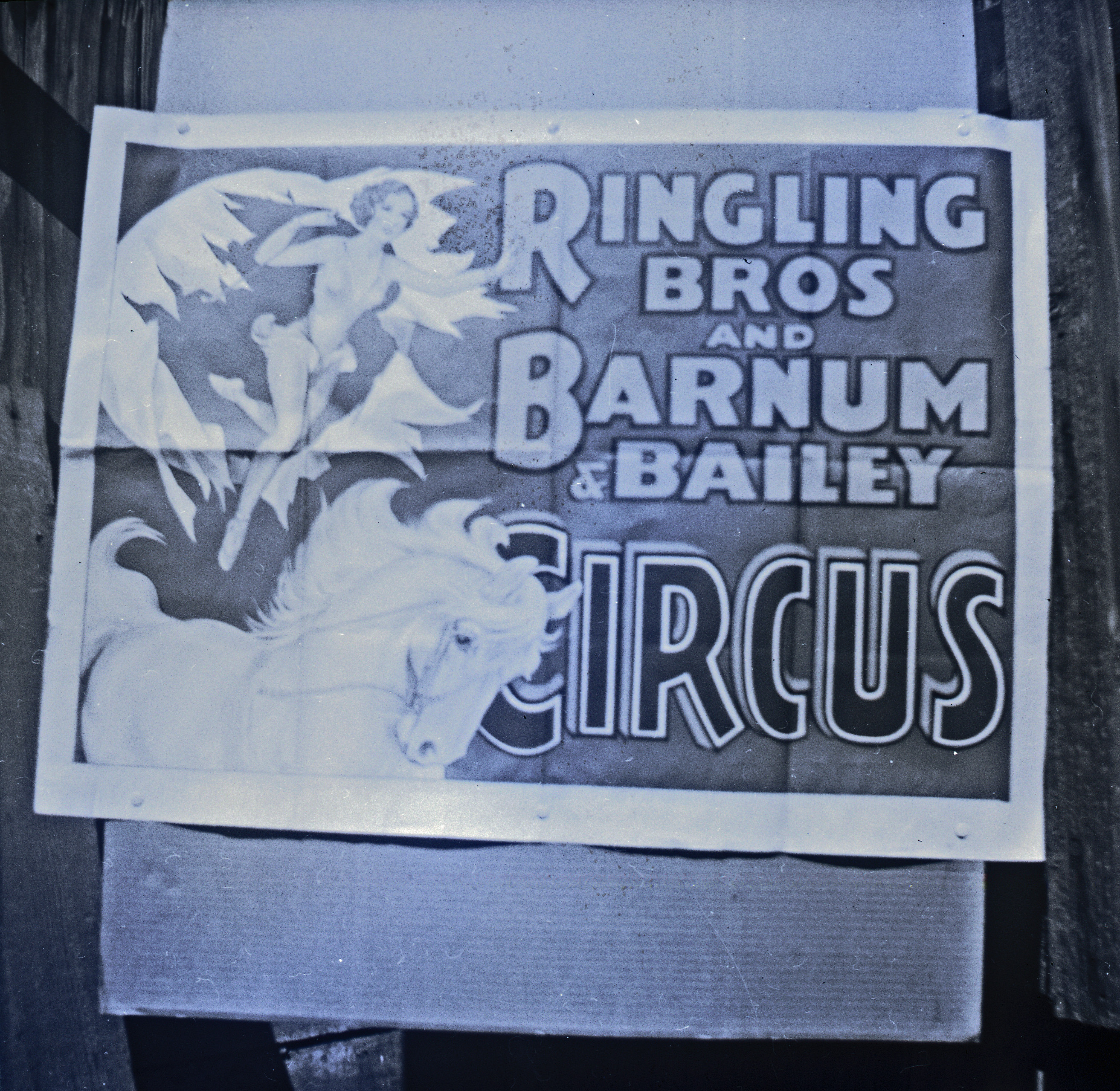 Ringling Bros  Barnum and Bailey  Bareback Rider Poster Posted 1 of 13