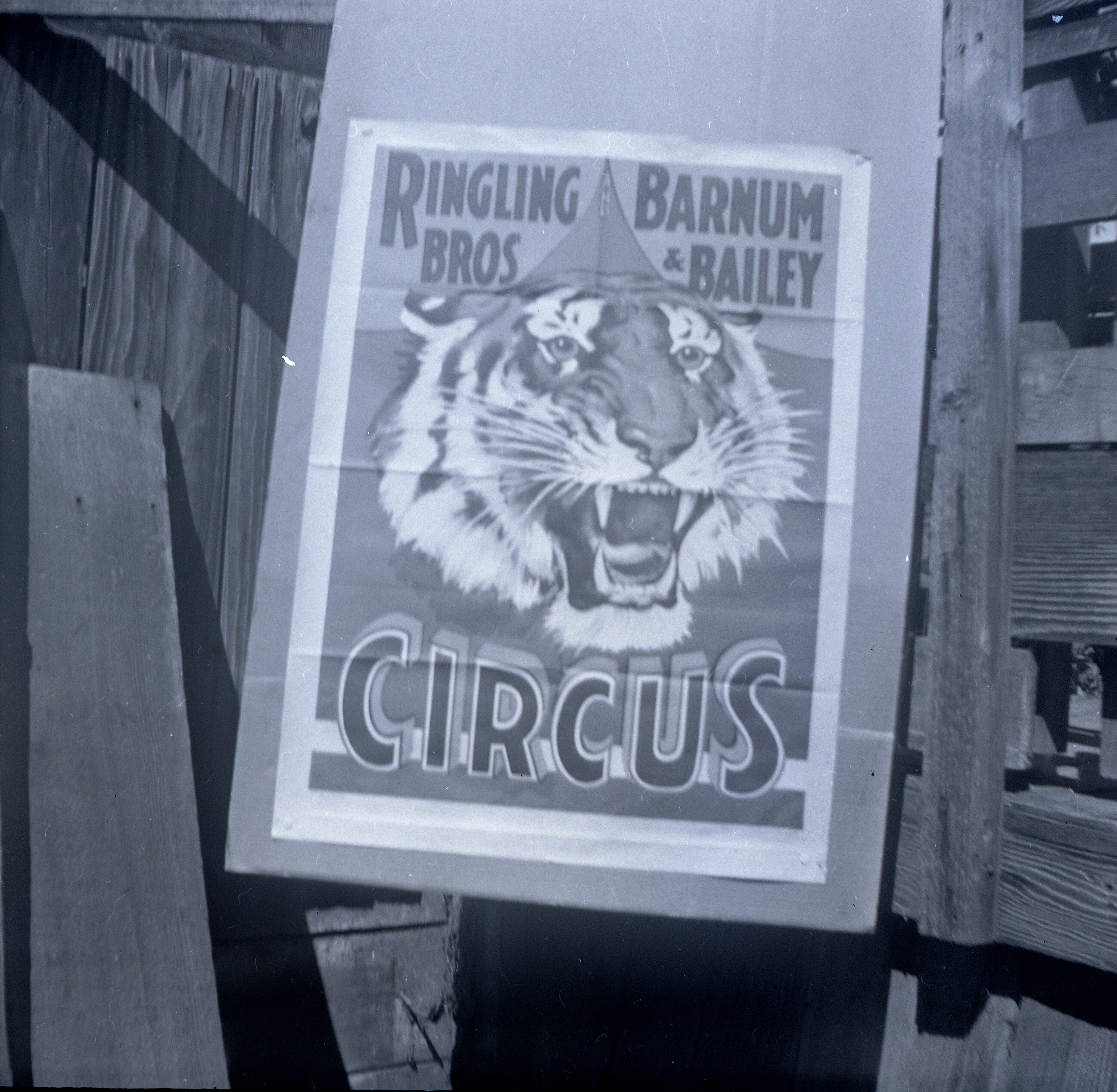 Ringling Bros  Barnum and Bailey  Tiger  Poster 2 neg Dup Posted 1 of 13