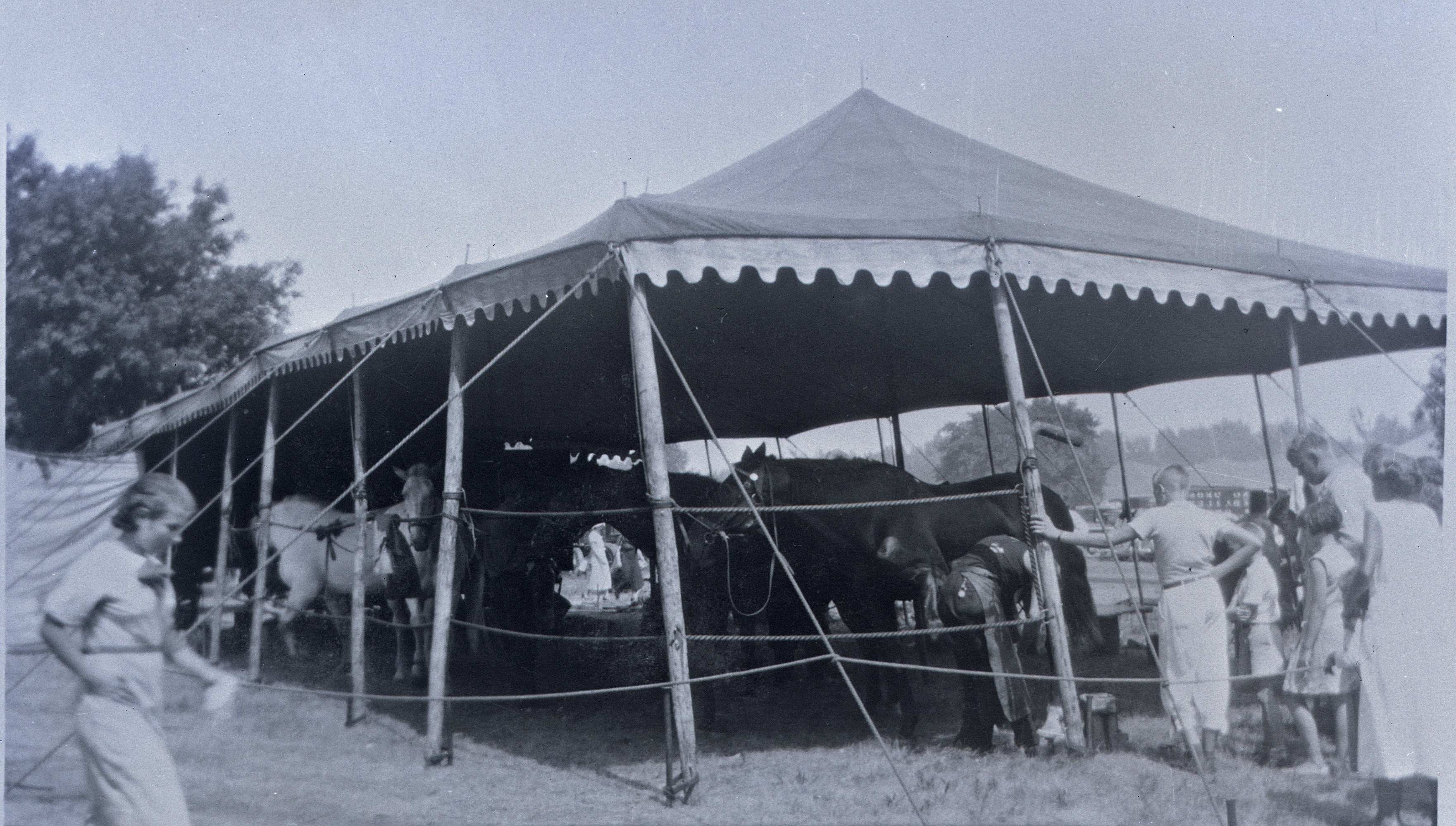 Ringling Bros Barnum   Bailey  1936  Horse top Posted 2-of 13